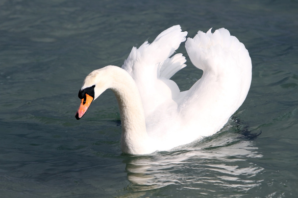 белый лебедь в воде. - Фото, изображение