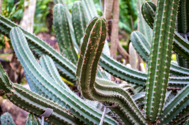 Cactus - Foto, imagen