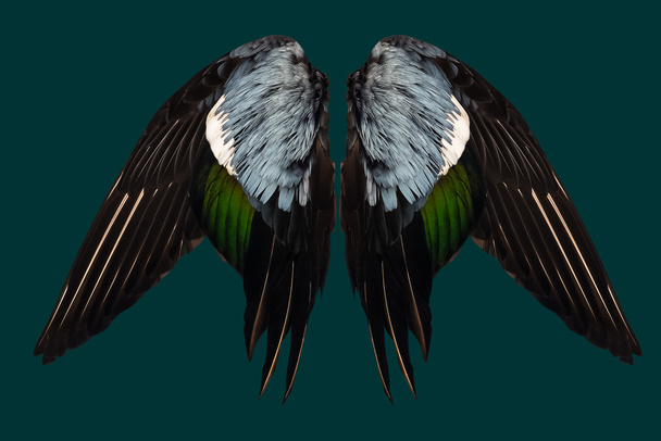 Φτερά clipped πραγματική πάπια σε φόντο κιρκίρι απομονώνονται μπροστά Άγγελος δύο ζεύγη - Φωτογραφία, εικόνα