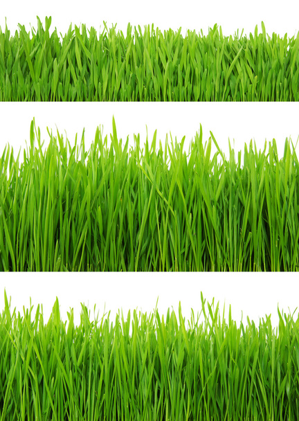 groen gras geïsoleerd op wit - Foto, afbeelding