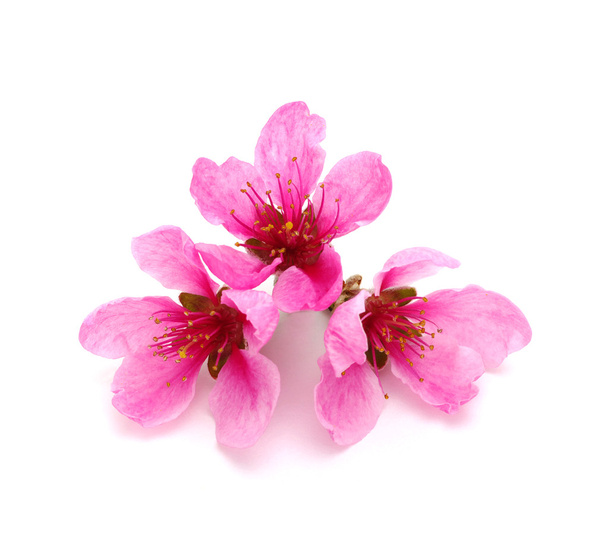 Branch with pink blossoms isolated on white - Photo, Image