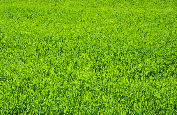 Fundo de uma grama verde
 - Foto, Imagem