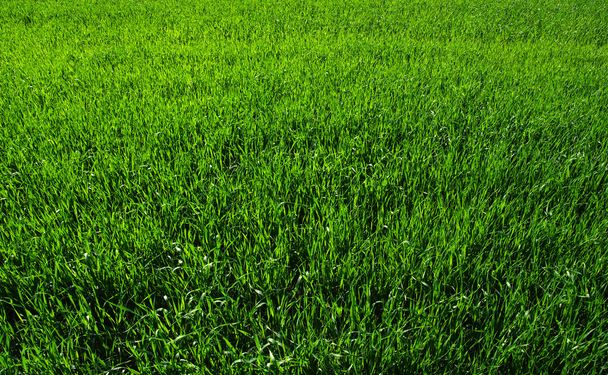 Contexte d'une herbe verte
 - Photo, image
