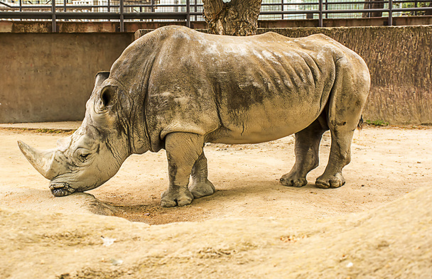 Great white Rhino - Foto, afbeelding
