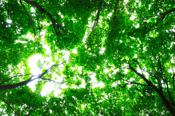 Δέντρα σε ένα καταπράσινο δάσος - Φωτογραφία, εικόνα