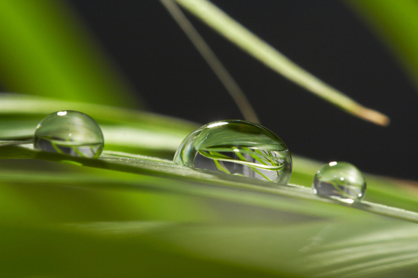 Drops with green grass - Фото, зображення