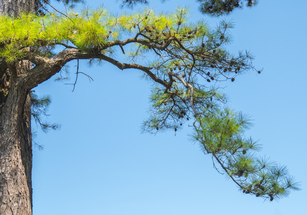 lone pine tree - Foto, Bild
