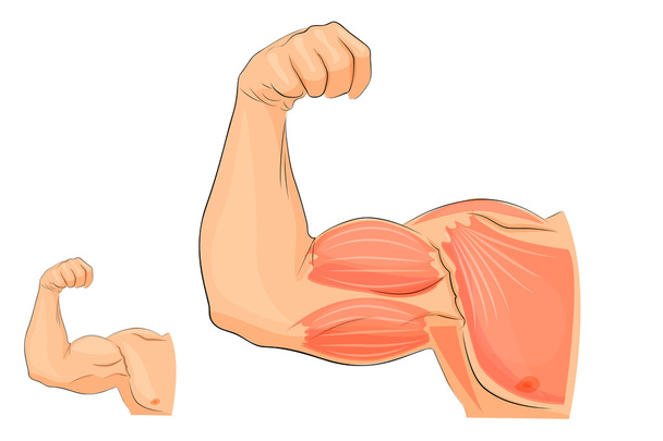 解剖学手の筋肉 - ベクター画像