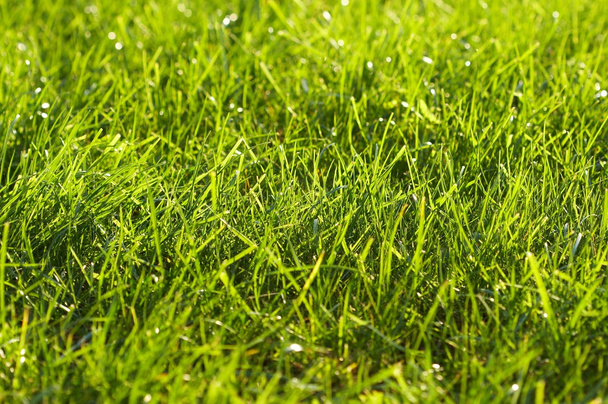 mladí šťavnaté zelené trávě - Fotografie, Obrázek