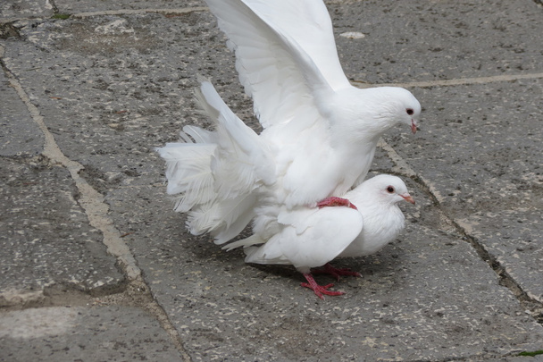 un par de palomas durante la cópula
 - Foto, imagen