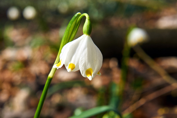 bílá květina jarní vánice v Polsku - Fotografie, Obrázek