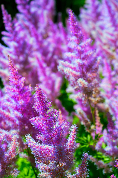 Purple astilbe (hoteia) flowers blooming. - Photo, Image