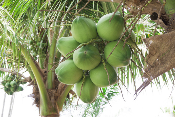 Chiuda noci di cocco fresche con un mazzo su albero
 - Foto, immagini