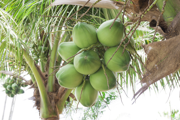 Lähikuva tuoreita kookospähkinöitä nippu puussa
 - Valokuva, kuva