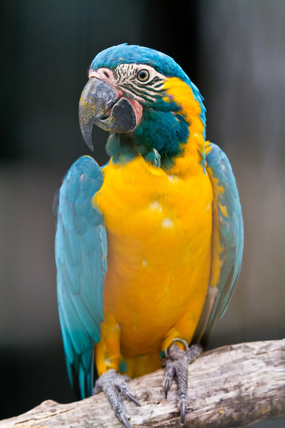 Blue throated macaw - Foto, Imagen