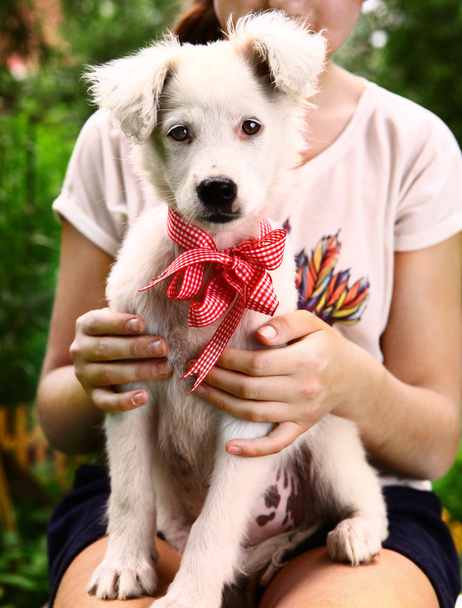 white puppy with neck bow close up portrait - Photo, Image