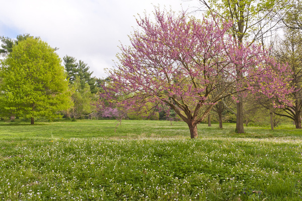 Primavera en Kentucky
 - Foto, Imagen