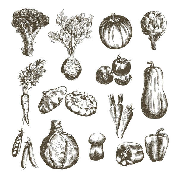 vegetables vector hand drawn - Vetor, Imagem