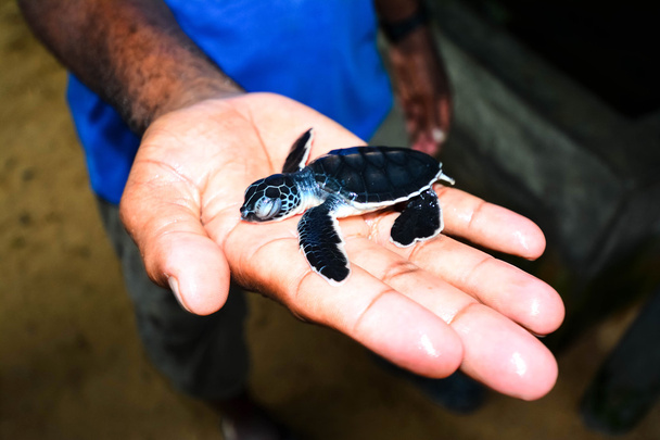 Pieni merikilpikonna käsillä Kosgodassa, Sri Lankassa
 - Valokuva, kuva