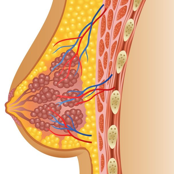 女性の乳房の解剖学イラスト - ベクター画像