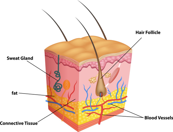 Illustration der Anatomie der Hautschichten und Poren - Vektor, Bild