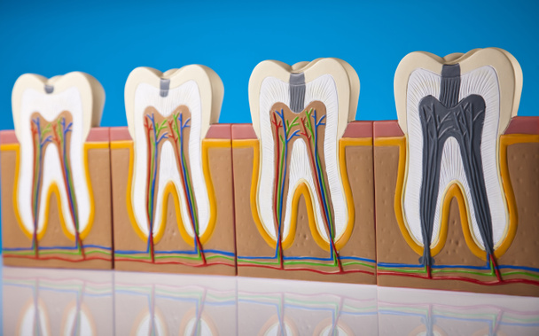 Tooth anatomy - Photo, Image
