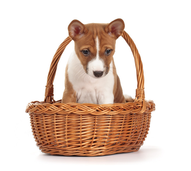 Adorable basenji puppy - Foto, immagini