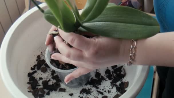 La femme transplante une fleur une orchidée
 - Séquence, vidéo