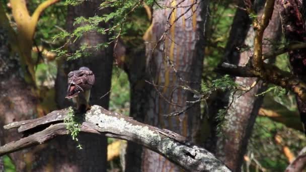 Adler sitzt auf Baum - Filmmaterial, Video