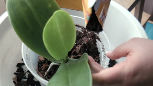 Vrouw giet de grond in een pot van orchid - Video