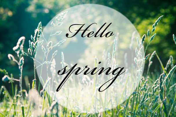 Hello spring inscription - Fotografie, Obrázek