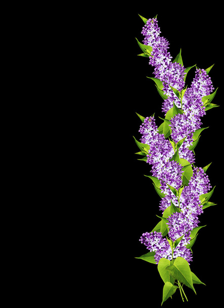spring flowers  lilac; isolated on black background - Photo, Image