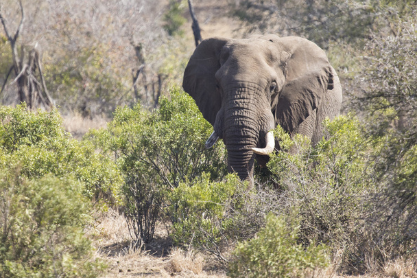 Big elephant approaching a road with tusks - Foto, imagen