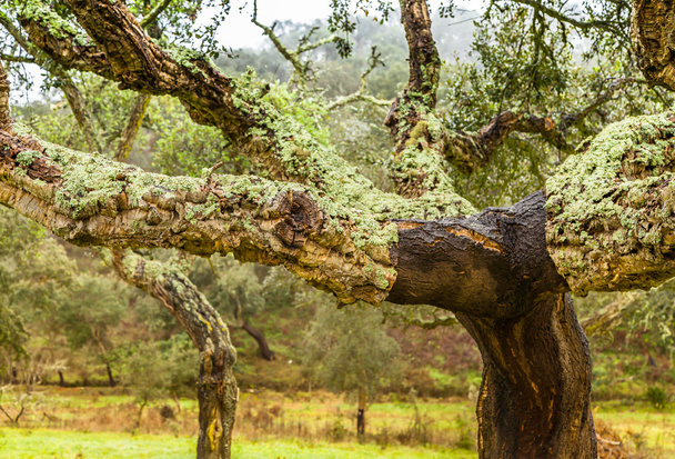Τα δέντρα φελλού φυσικών πόρων τοπίο στην Πορτογαλία - Φωτογραφία, εικόνα