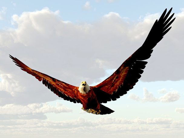 Águia Americana - Foto, Imagem
