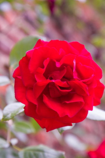Red Rose flower - Photo, image