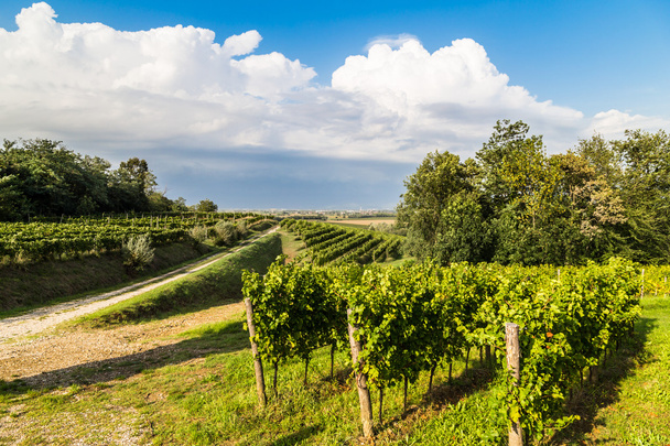 виноградное поле в итальянской сельской местности
 - Фото, изображение
