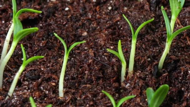 Cultivo de semillas de caléndula
 - Imágenes, Vídeo