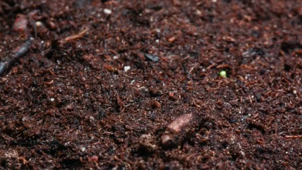Salad seeds moving the ground up 4k - Footage, Video