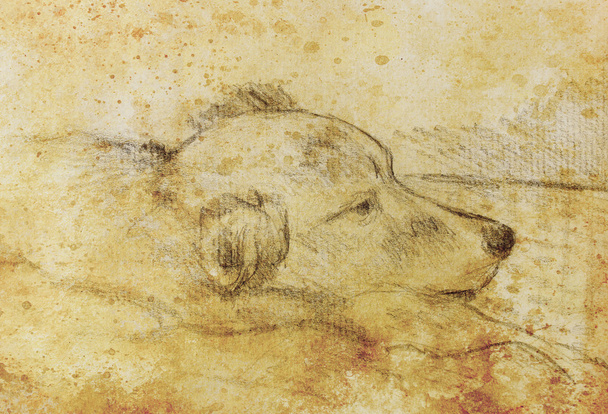Drawing Beautiful sleeping dog on old paper. Sepia color. - Photo, Image