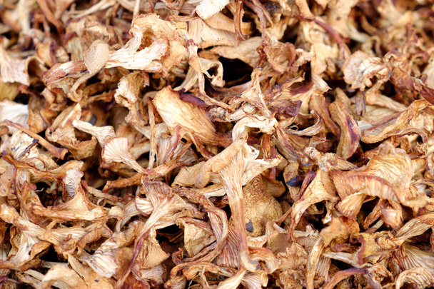 Dried mushrooms background - Фото, изображение