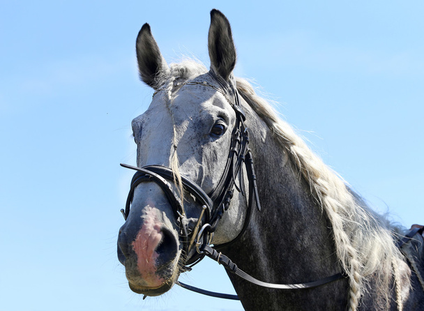 Head shot of a racehorse during dressage test - Photo, Image