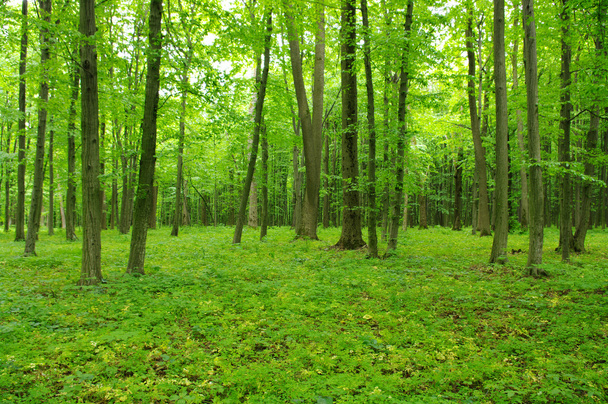 Forest in spring - Valokuva, kuva