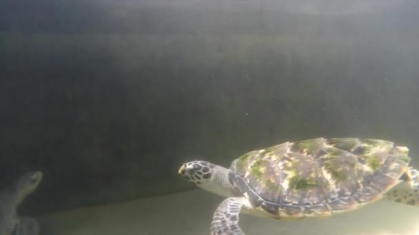 İki kaplumbağalar sualtı Yüzme - Video, Çekim