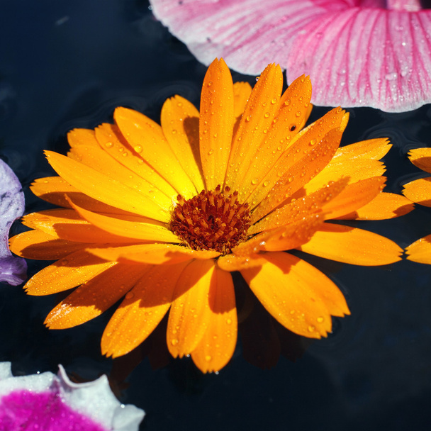 sarı calendula çiçek - Fotoğraf, Görsel
