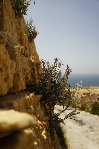 kwiat Rock Gozo - Zdjęcie, obraz