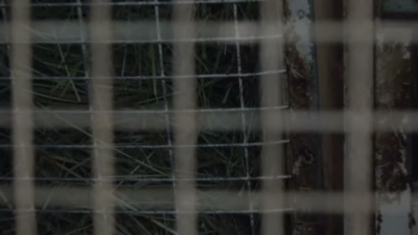 Divorce rabbits in a village home in a cage on the farm - Materiał filmowy, wideo