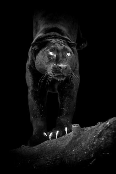 Black leopard on dark background - Photo, Image