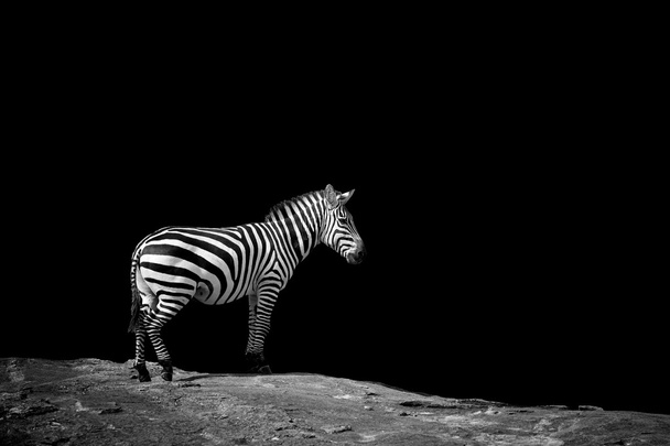 Зебра на темному тлі - Фото, зображення