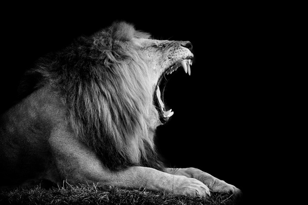 Leão no fundo escuro
 - Foto, Imagem